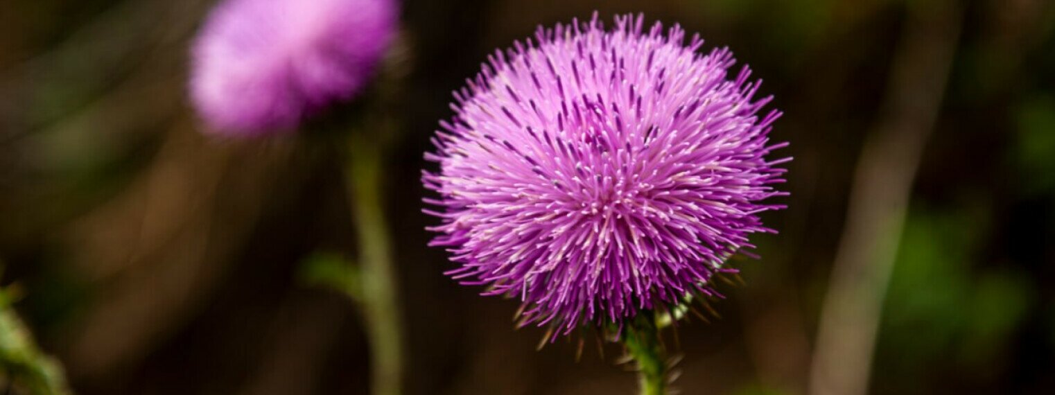 День Земли в пространстве «Текстосфера» в Алматы